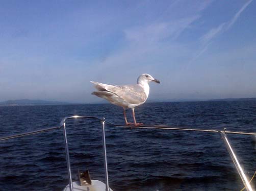 011_gull_boat 011_gull_boat