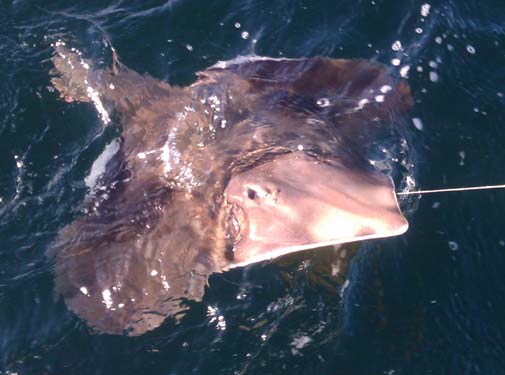 020_flatfish 020_flatfish