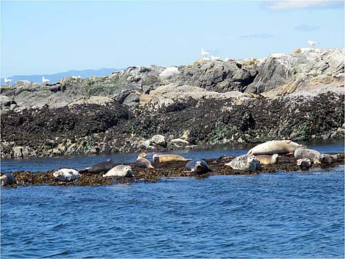 05_seals_rocks 05_seals_rocks