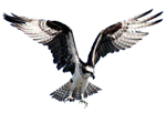 Seahawk Charters